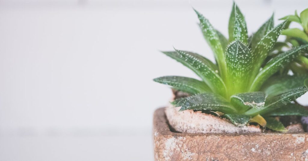 Aloe Vera Plant