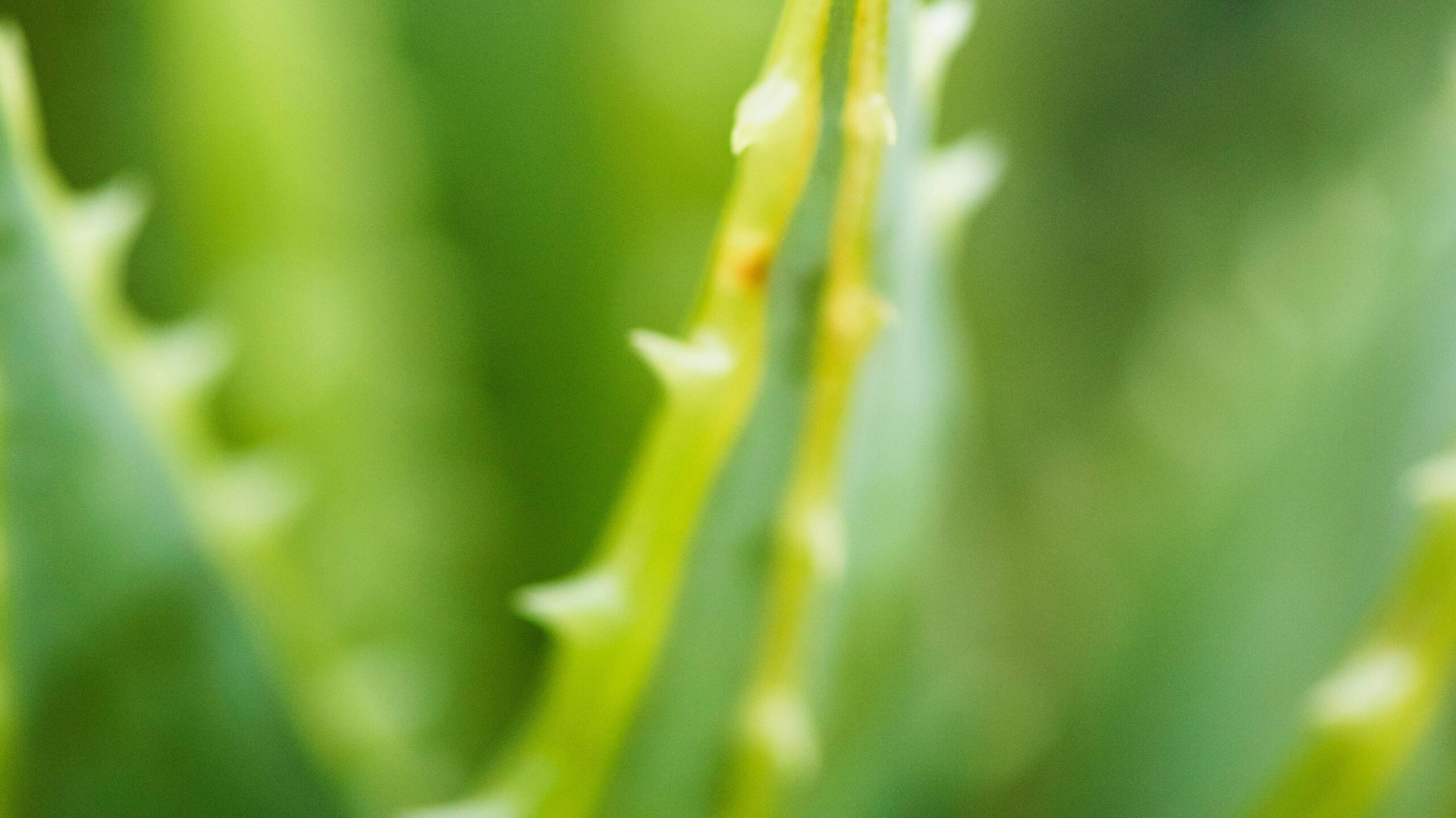 Closeup Photography of Aloe Vera Plant